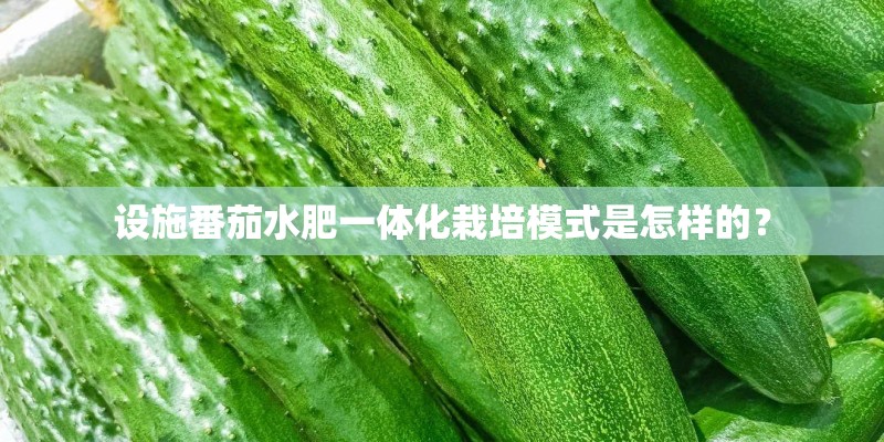 设施番茄水肥一体化栽培模式是怎样的？