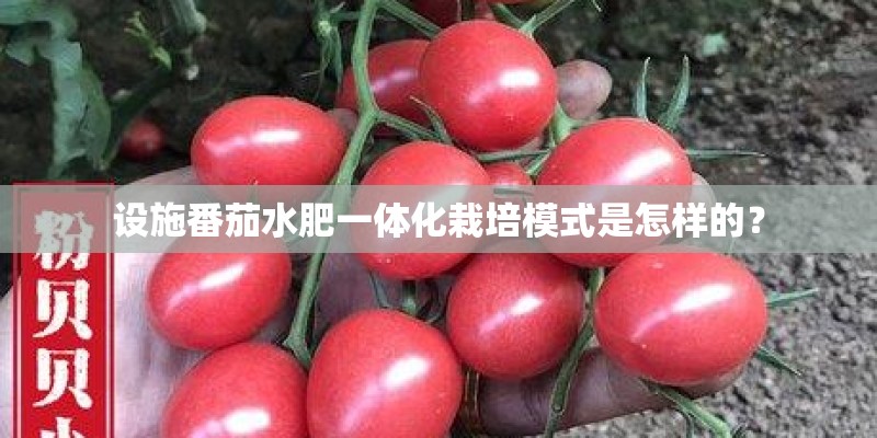 设施番茄水肥一体化栽培模式是怎样的？