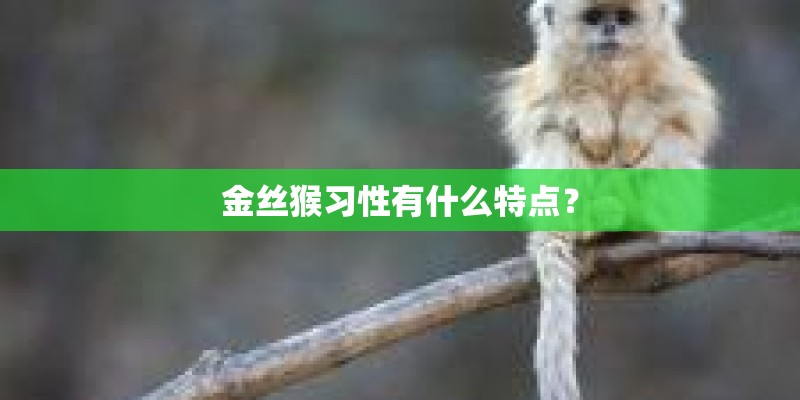 金丝猴习性有什么特点？