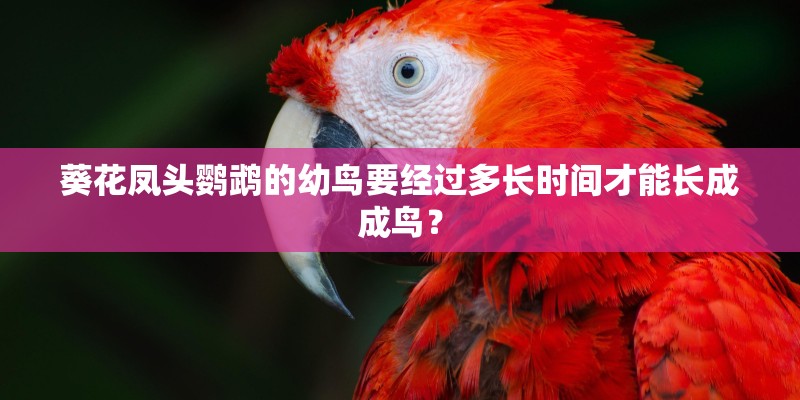 掌门人对战平台的平台常见问题