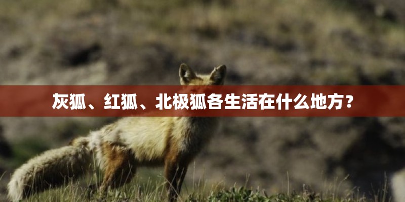 灰狐、红狐、北极狐各生活在什么地方？