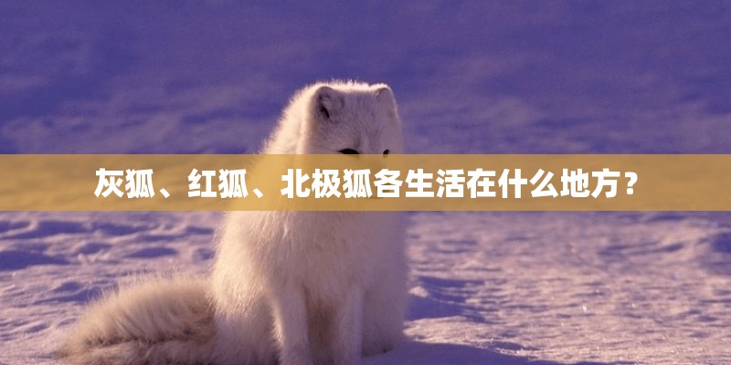 灰狐、红狐、北极狐各生活在什么地方？