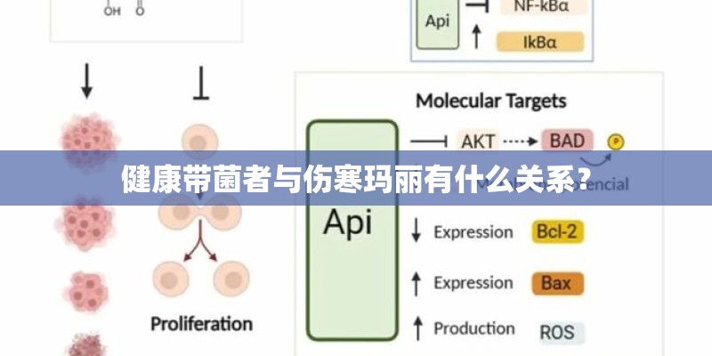 健康带菌者与伤寒玛丽有什么关系？