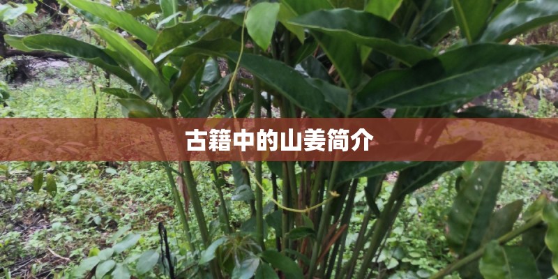 WIFI的有效距离是多少？