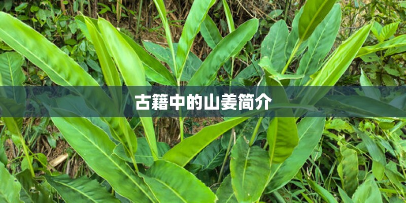 古籍中的山姜简介 古籍中的山姜简介