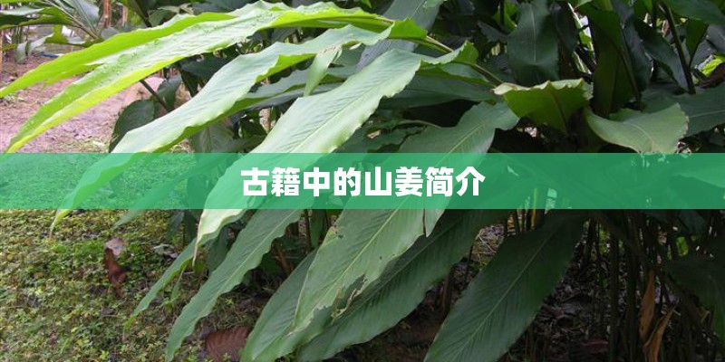古籍中的山姜简介 古籍中的山姜简介