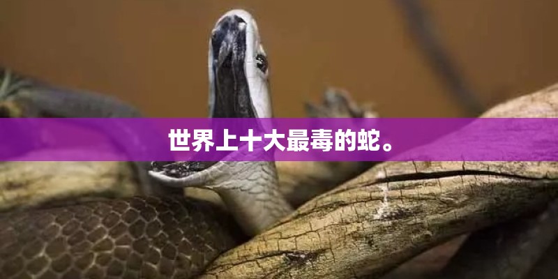 世界上十大最毒的蛇。