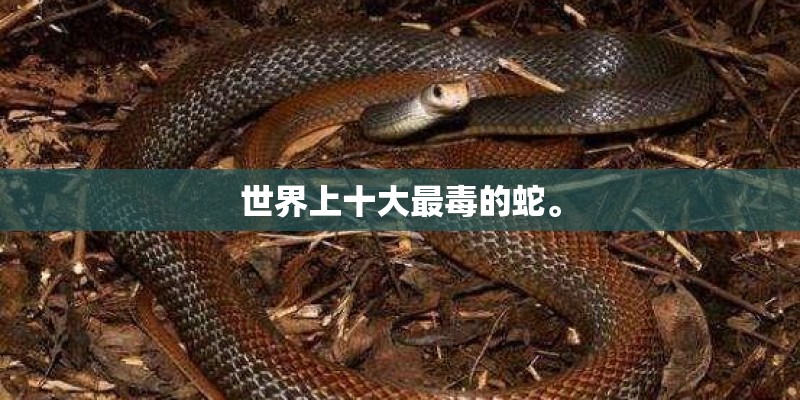 世界上十大最毒的蛇。