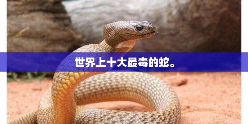 世界上十大最毒的蛇。