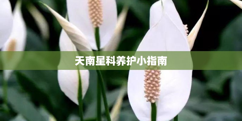 介绍一下“幼稚园杀手”